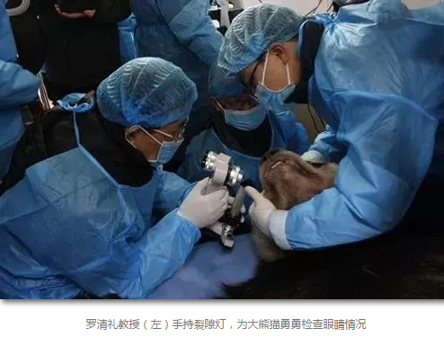 科技日报等数十家国内主流新闻媒体报道成都太阳成tyc122cc(中国)集团罗清礼教授为大熊猫看眼病2.png